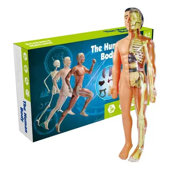 מודלים אנטומיה של גוף האדם פלג הגוף מודל האנטומיה לילדים אנושי מבנה האנטומיה עם חלקים נשלפים עבור סטודנט לרפואה